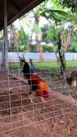 Bangkok bali#foryou #fyp #foryoupage 