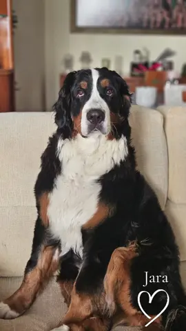 y la pequeña se hizo grande  🐶💕 #jara #mydog #tik_tok #lovedog #bernesemountaindog #bernesemountaindogpuppy #bernesemountaindogsoftiktok #bernese 