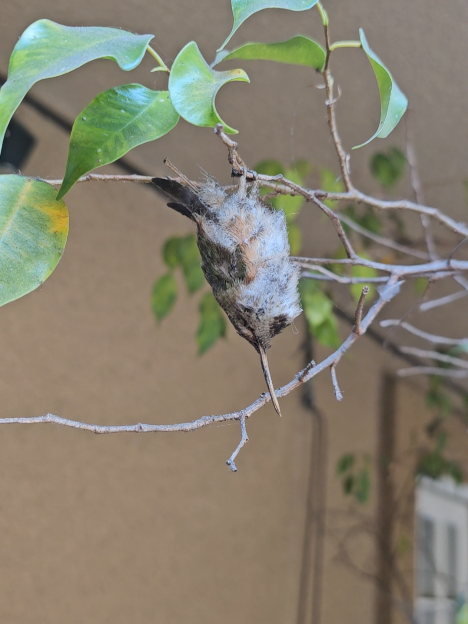I was so scared at first... #Hummingbird #Hinernation #Torpor #Nature #Bird #Birds #BirdWatching #Education #Learning 