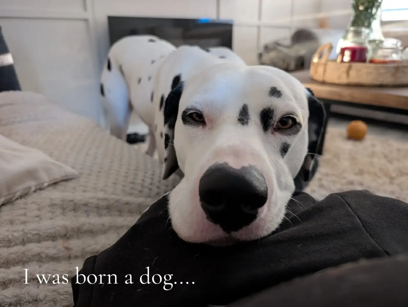 #fyp #dogowner #dalmatian #dalmatiansoftiktok #dalmation #babydog #dogtok #fyppppppppppppppppppppppp 