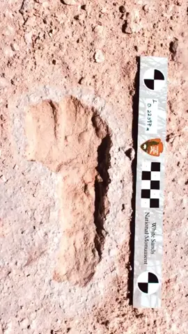 10,000-year-old human footprints trackway #newmexico #prehistoric #footprints #prehistorichumans