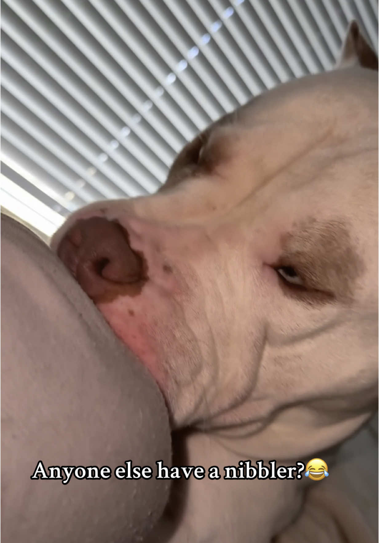 Loves to nibble on dad😂 #nipceythebully #crazydog #foryoupage #xlbullies #personalspace #dogsoftiktok #funnydogs #fightingwithdad 