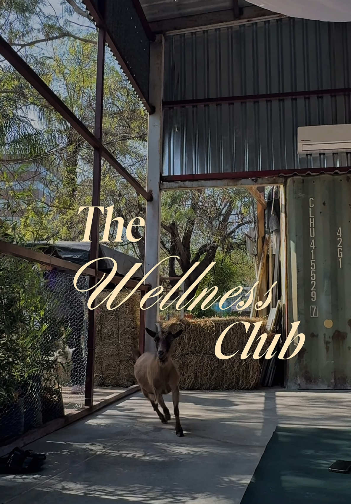 Un sábado diferente de pilates, yoga con baby goats, ice bath & art therapy en @The Wellness Club  La mejor experiencia 🤩 10/10 #yoga #pilates #babygoats #icebath #fyp #parati #arte #pintar #wellness #quehacerenmty #monterrey 