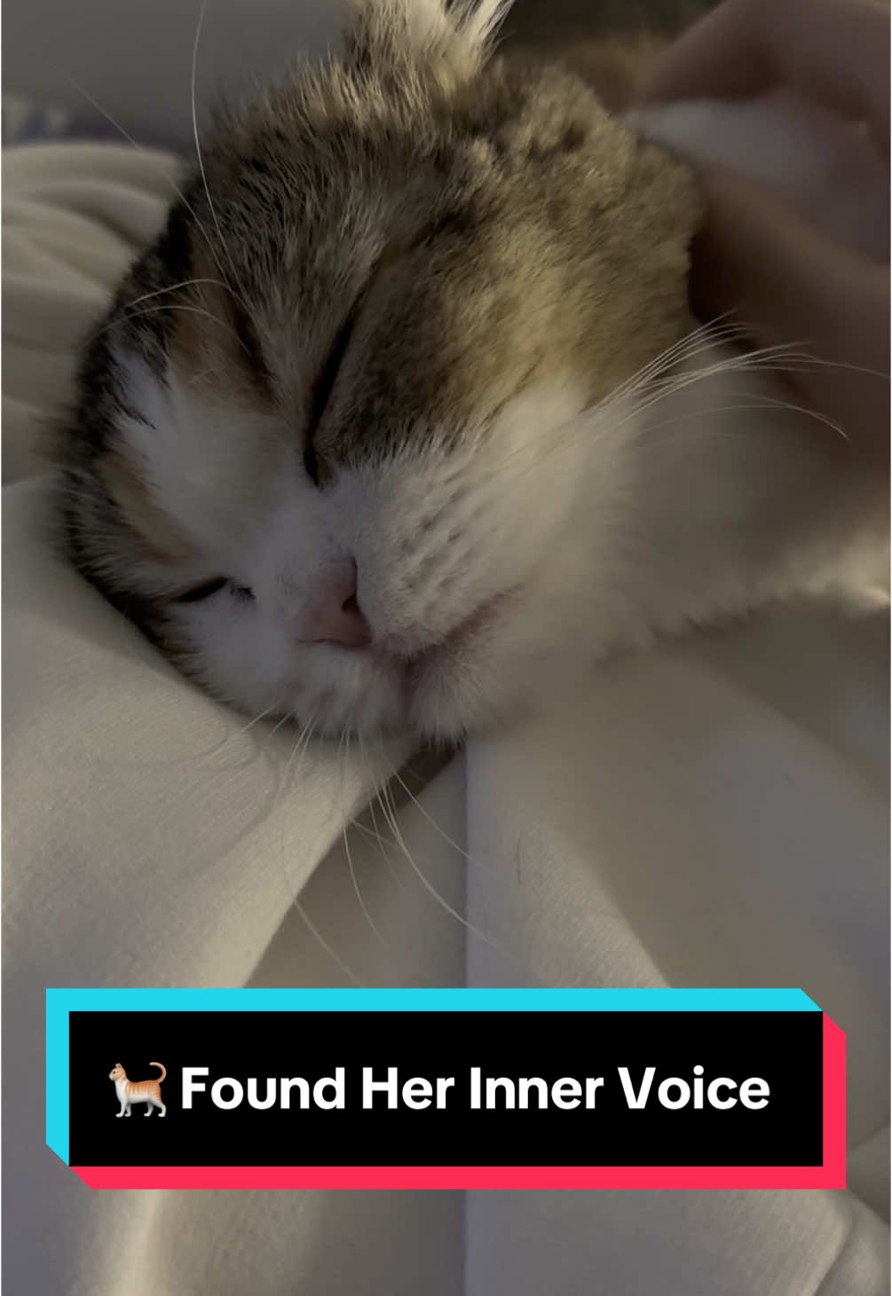 When Skye found her inner voice and started talking to me 💆🏻‍♀️✨ #fyp #scottishfold #sweettalk 