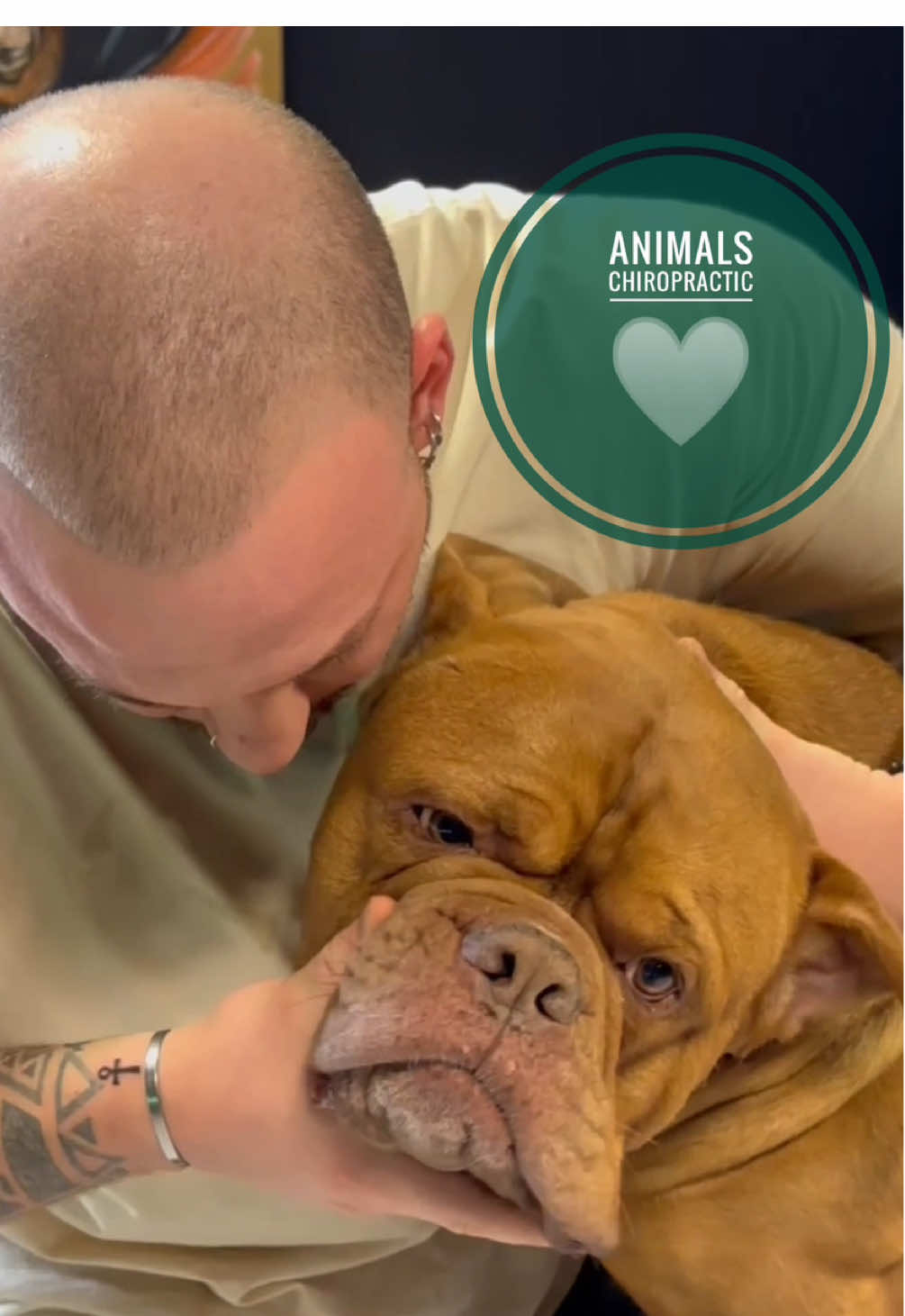 Animals Chiropractic 💚💚💚 • • • #foryou #asmr #animal #animals #chiropractortiktok #türkiye #chiropractic #hund #hundeauftiktok #dogsoftiktok 