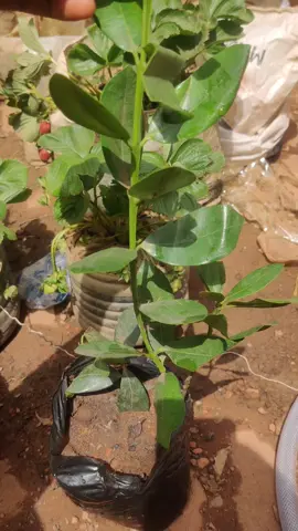 Plantes de laurier disponible 