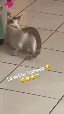 #dubby #necesitopito #michis #encelo #michiencelo #gatitos #gatita #bandida 