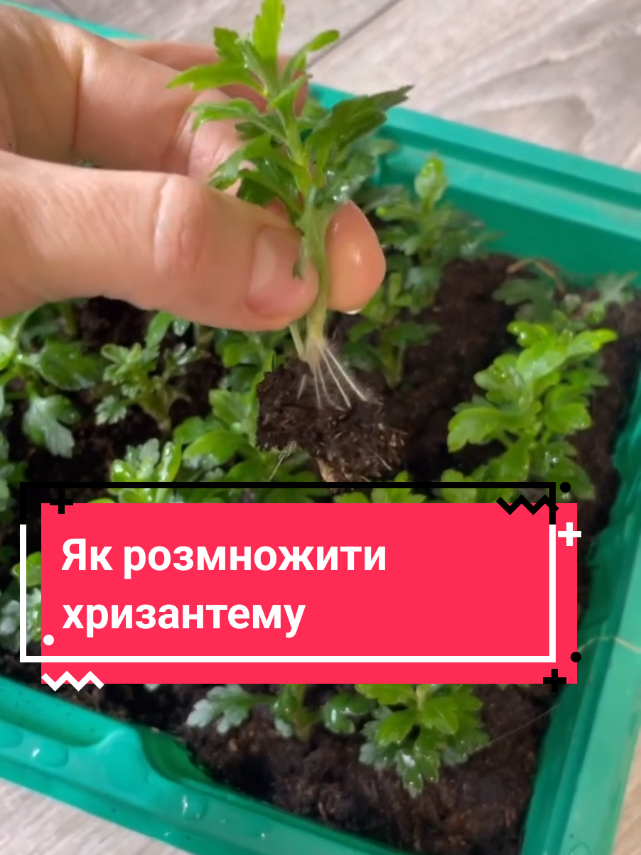 #жаннасадовийблогер #садовийблогер #жаннасад #вирощуванняквітів #вирощування #ранункулюсы #ранункулюс #хризантема #хризантемамультифлора #назиму #сохраняем #сажаем #вместе #ноябрь #листопад #моядача #садогород #сад #легко #цветы #квіти #саджанці #насіння #надачі #дача #овочі #моядача #краса #какиспользовать #садогород #сад #квітитолюбов #парник #клумбасвоимируками #лайфхаки #лайфхак #бизнеснацветах #вазон #лайфхаки #клумбасвоимируками #квітитолюбов #лікуйтедушіквітами #дачаогород #мойсад #дачаогород #мойсад #зимовкацветов #цветы #цветывсаду #цветынадаче #назиму #сохраняем #сажаем #вместе #ноябрь #листопад #моядача #садогород #сад #легко #теплица #тепличнийбізнес #всаду #цветы #цветывсаду #цветынадаче #назиму #сохраняем #сажаем #вместе #ноябрь #листопад #моядача #садогород #сад #легко 