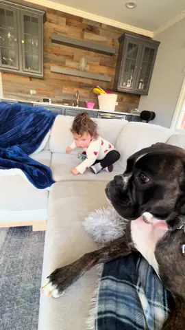 We're baaaack! It's been a few weeks since we posted. Moxie was wearing a cone for two weeks after her spay.  #boxer #boxerdog #boxersoftiktok #boxerpuppy #puppytiktok #toddlersoftiktok #dogsoftiktok 