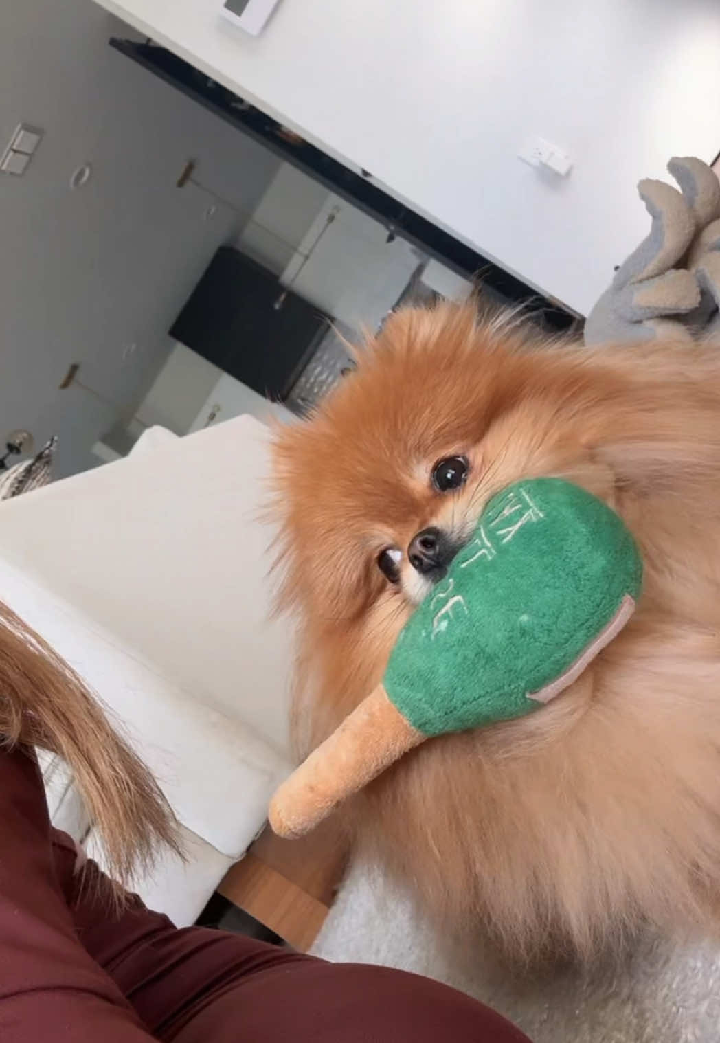 The judgement in her eyes.. 👀 #pomeranian #funnypets #PetsOfTikTok #puppies 