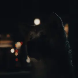 🎥 Filme: Sempre ao Seu Lado (Hachiko: A Dog’s Story) 🔹 Momentos marcantes: ✅ O professor avisando Hachiko que seu dono não voltará ✅ Os melhores momentos de amizade entre eles ✅ A longa e emocionante espera na estação #Hachiko  #SempreAoSeuLado  #DogLoyalty  #SadEdit  #EmotionalEdit  #FilmesQueMarcam  #TrueLove  #NeverGiveUp  #MovieMoments  #fyppp  