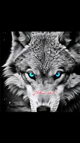 ###نغمة مراد علمدار ##الذئب_الاسمر🐺🤍 