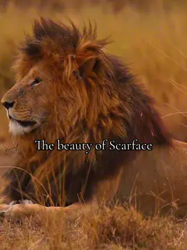 #fyp #scarface #lion