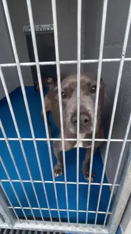 This sweet mama’s babies were only about a week old on intake. Their eyes and ear canals were still closed. Mama has worked tirelessly to care for and keep all of her babies healthy in the shelter environment. Thanks to this incredible mother’s love they are all thriving. Mama has watched week after week as other families have been rescued. She can’t understand why no help has come for hers 💔. Babies are nearing 5 weeks old. Mama’s dog aggressive label has left them without help. Not only is mama not testing well with other dogs here she is also heartworm positive 🥺. This family needs a rescue willing to take a chance on Mama and a foster willing to step up to keep them together.  🆘 With babies nearing weaning age, Mama’s life is in grave danger 🆘 #rescuedog #shelterdog #dogmom #dogsoftiktok #adoptme #adoptdontshop🐾 