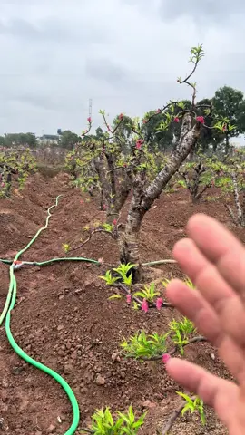 ae tham khảo 😂😂😂#gãtáđiền #vườnđàotrunghào #đàotết2026 #xuhuong 