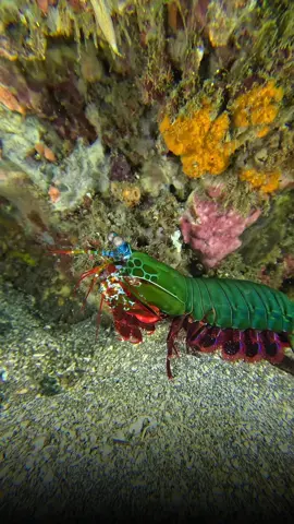 Colorful creatures of the sea 🦚 have you seen a peacock mantis shrimp before? #freshfinsdiving #amedbali #peacockmantisshrimp #scubadiving #scubadivingbali 