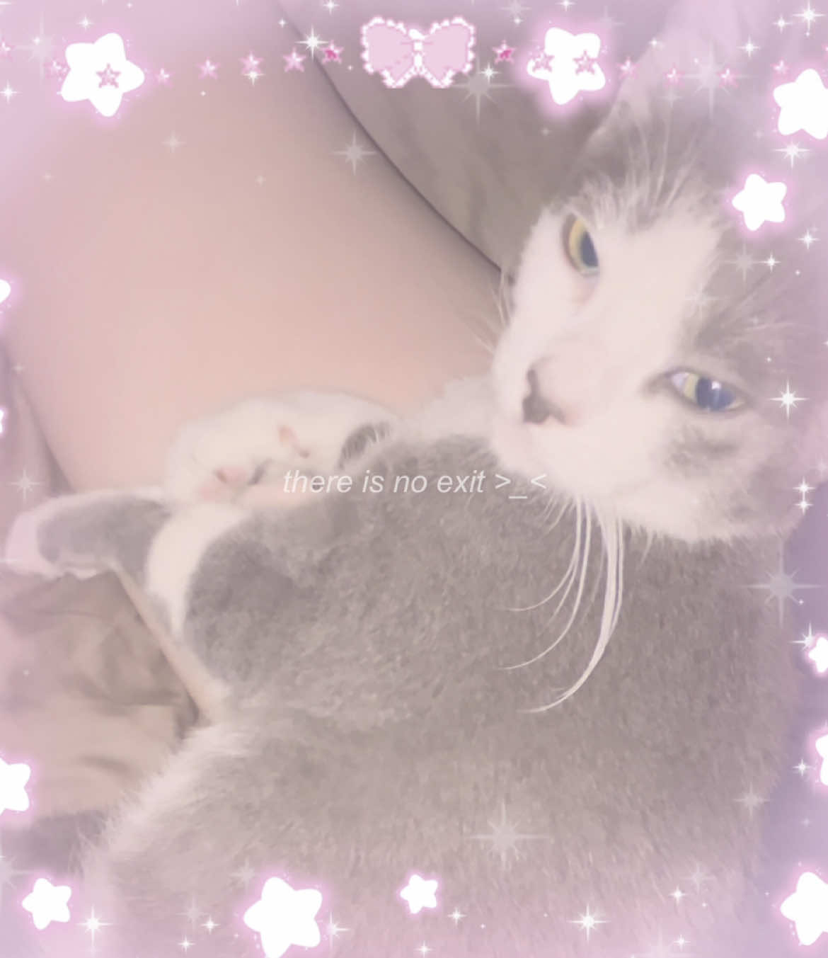 fancam of my glunchy cats #kitties !!!!