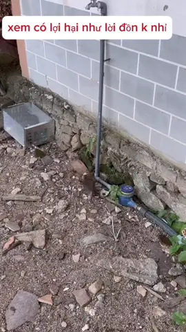 mn cùng xem chiếc lồng bẫy chuột giá rẻ này ok k#dodadung #baychuot 