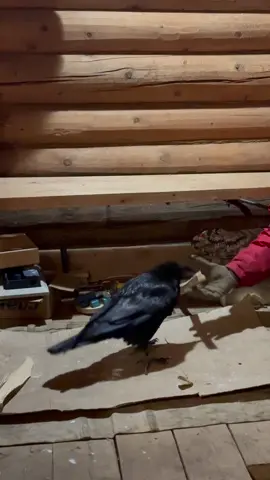 #ravengosha #raven #воронгоша #bird #животные 
