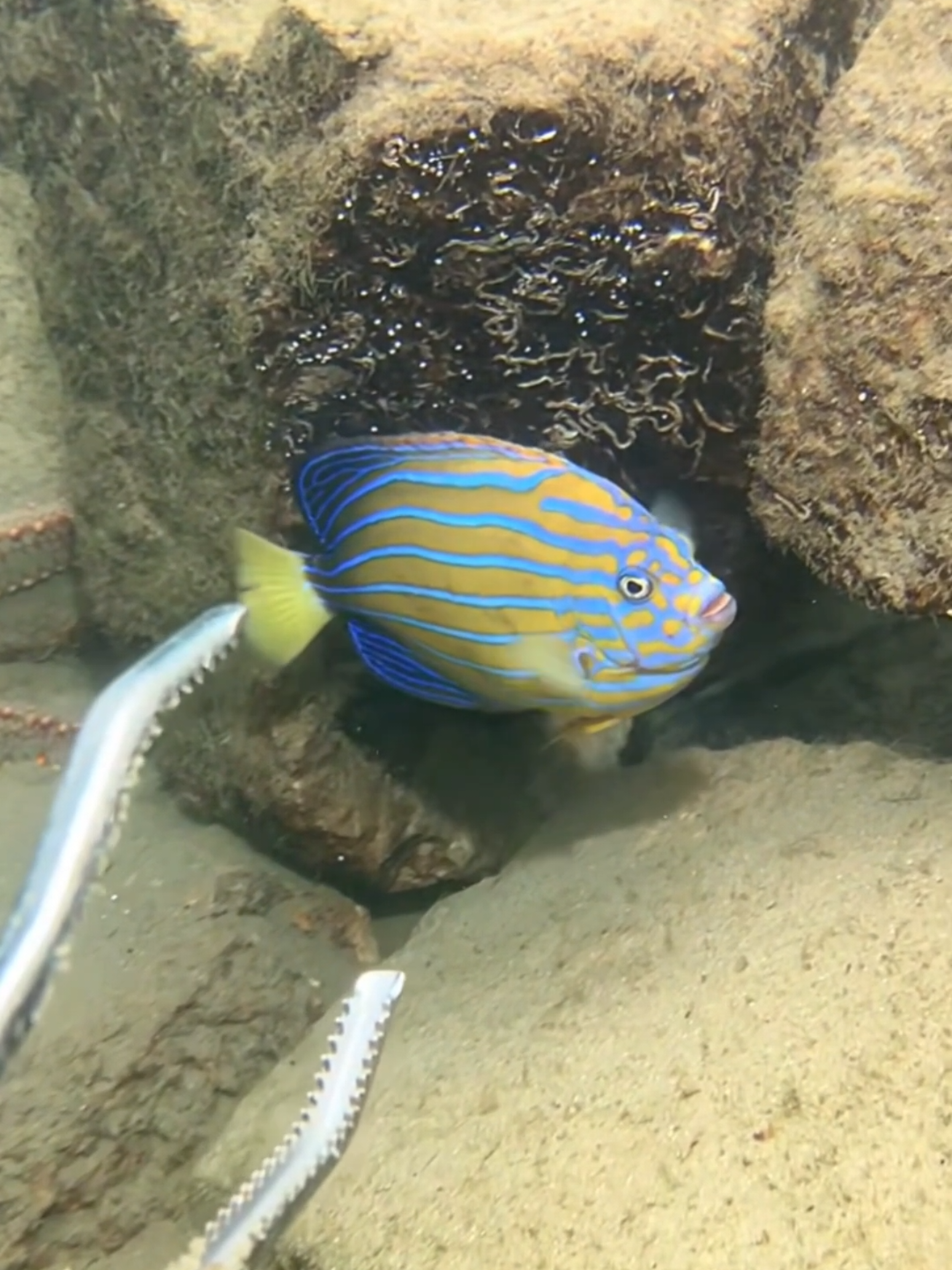 Diving to catch sea fish, starfish, jellyfish, and flash scrimps on the seabed.  #diving #crab #catchthesea #seaside #seafood #fish #eel #lobster