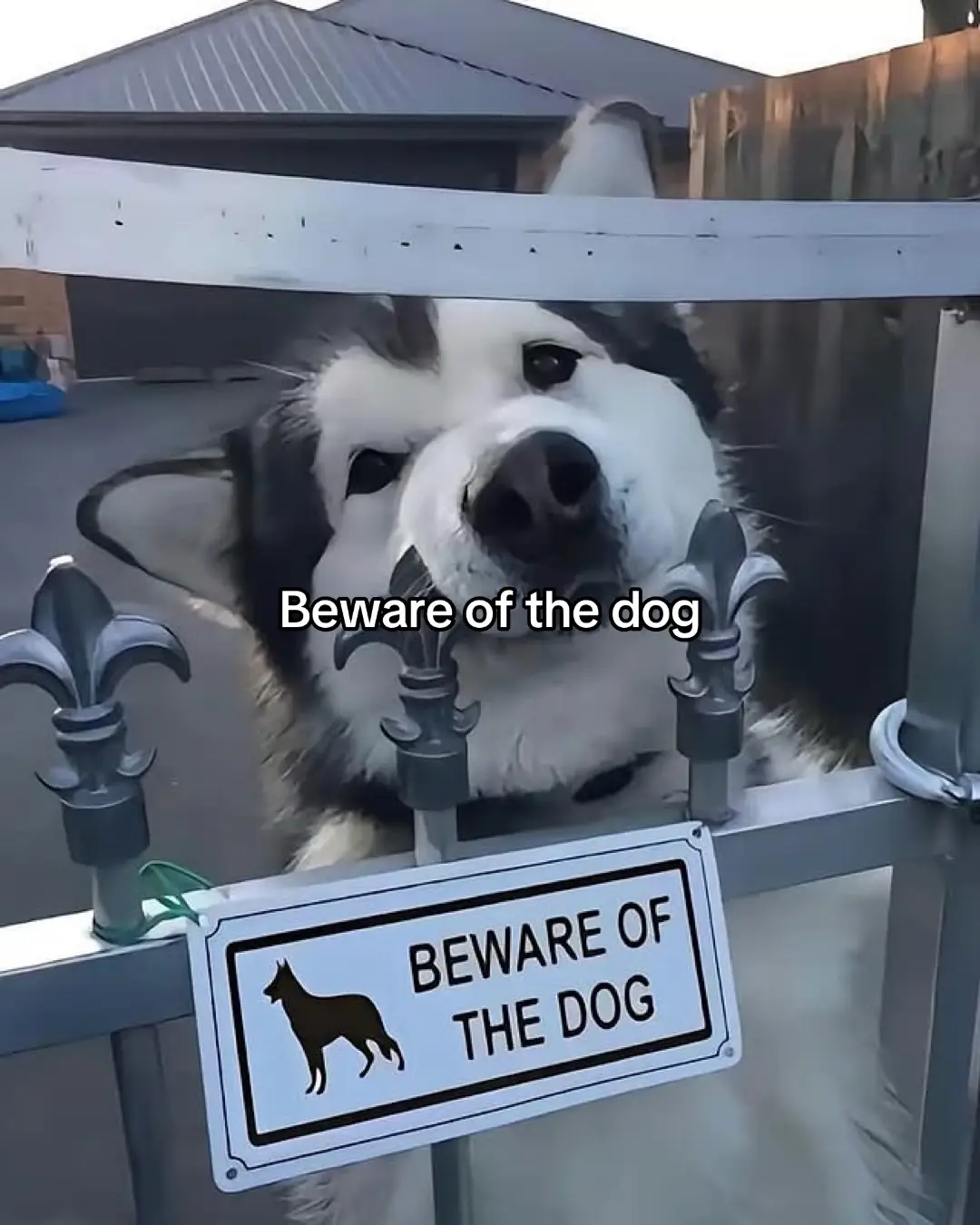 Beware of the dog