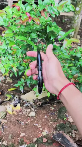 kerambit full tanduk kerbau ⚔️#fyppppppppppppppppppppppp #karambit #karambitknife #kurambik #kerambit #minang #pisauviral #CapCut #viral #putarkerambit 