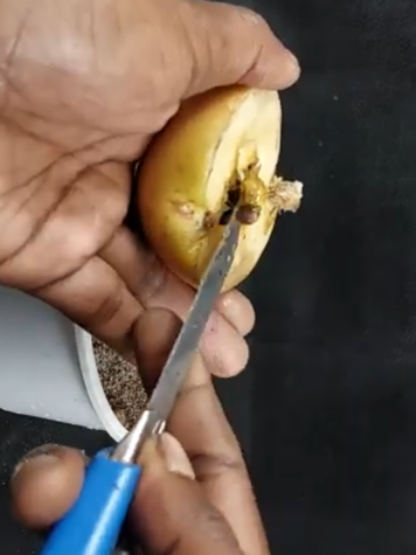 Grow apple plant at home from seeds #plant #apple #seeds #plants #garden #PlantCare  #IndoorPlants   #GreenLiving  #PlantLover  #PlantAddict   #Gardening  #HousePlants   #PlantCommunity #PlantParent   #UrbanJungle   #PlantGoals   #GardenInspiration   #PlantsMakePeopleHappy  #NatureLovers   #PlantTherapy #GreenThumb   #PlantCollection  #natureathome   #HomeGarden  #PlantStyling   #LeafLover   #PlantLife  #PlantOfTheDay   #GrowYourOwn #Botanical   #PlantObsessed  #PlantGang  #Succulents #GreenHome   #PlantDecor   #PlantInspiration  #PlantFam  #HousePlantClub  #IndoorJungle  #PlantFriends  #HappyPlants   #PlantPower   #GardeningLife   #GoGreen   #FreshPlants  #PlantPerfection  #PlantVibes  #FlowerPower   #EcoFriendly  #PlantDaily   #HousePlantHome   #NatureGram   #PlantGoals   #HomeGreenery   #PlantLove 