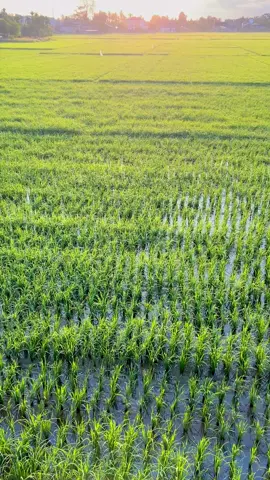 Vibes puasa tahun 2022