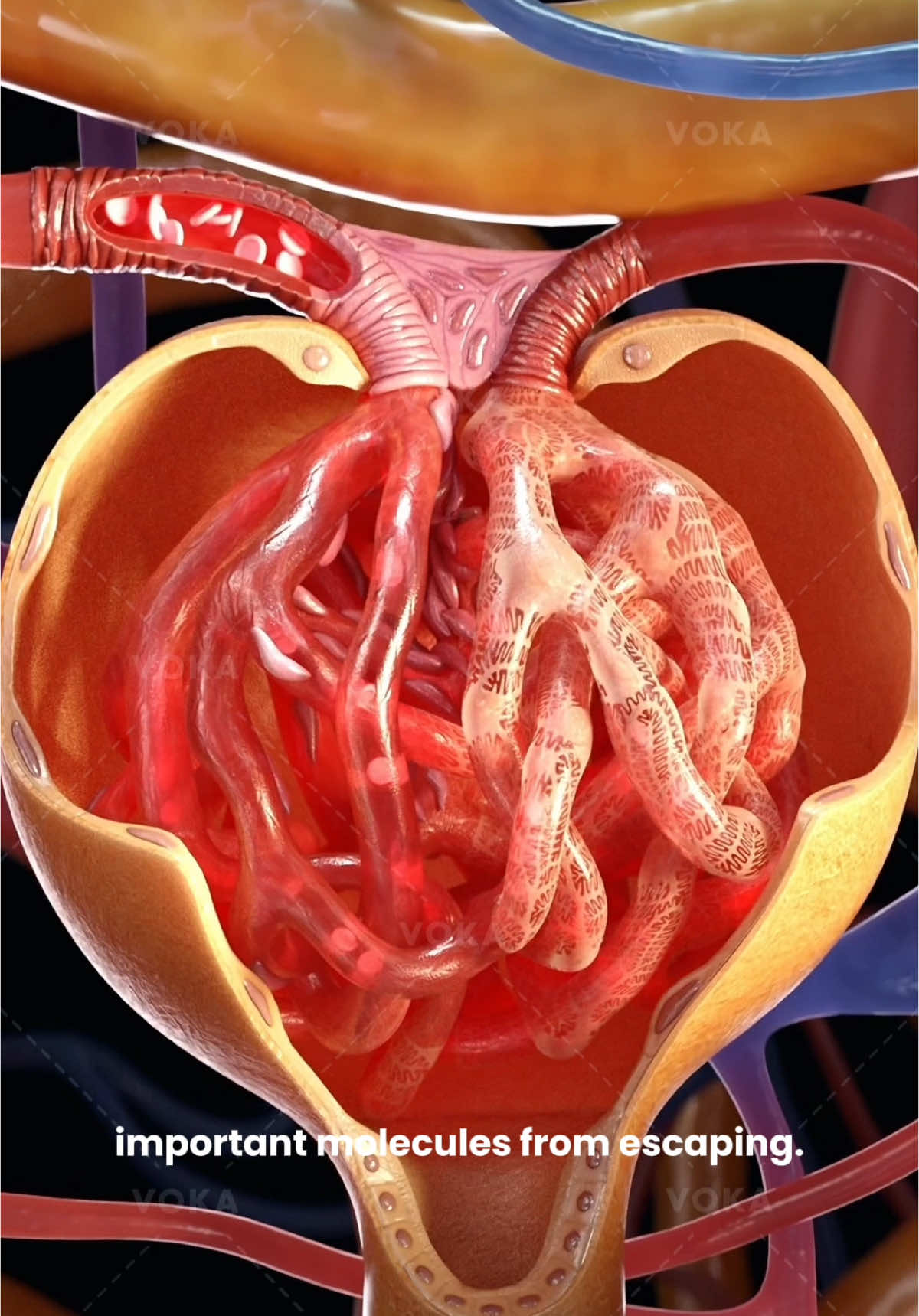 The kidney’s filtration process explained in 3D | Part 1  Did you know your kidneys are your body’s natural filters? They work non-stop to keep you healthy by filtering blood and creating urine. But how do they do it? Let’s dive into the nephron, the kidney's functional unit!   Each nephron contains a glomerulus—a tiny cluster of capillaries surrounded by the Bowman’s capsule. Here, blood plasma is filtered to create primary urine. The endothelium of the glomerulus has tiny openings that allow water and small solutes to pass through easily, while podocytes (special cells) prevent important molecules from escaping. The primary urine then moves into the renal tubules, where the magic of reabsorption begins.   📌 Check out VOKA 3D Anatomy & Pathology to explore the anatomy and microanatomy of kidneys in 3D!   Stay tuned for part 2, where we’ll take a closer look at how the reabsorption process works and how it helps maintain the body’s balance 😉   #kidneyanatomy #nephron #renalcorpuscle #anatomy #anatomy3d #3danatomy #medstudents #medicalstudents #medicaltsudent #digitallearning #humanbody
