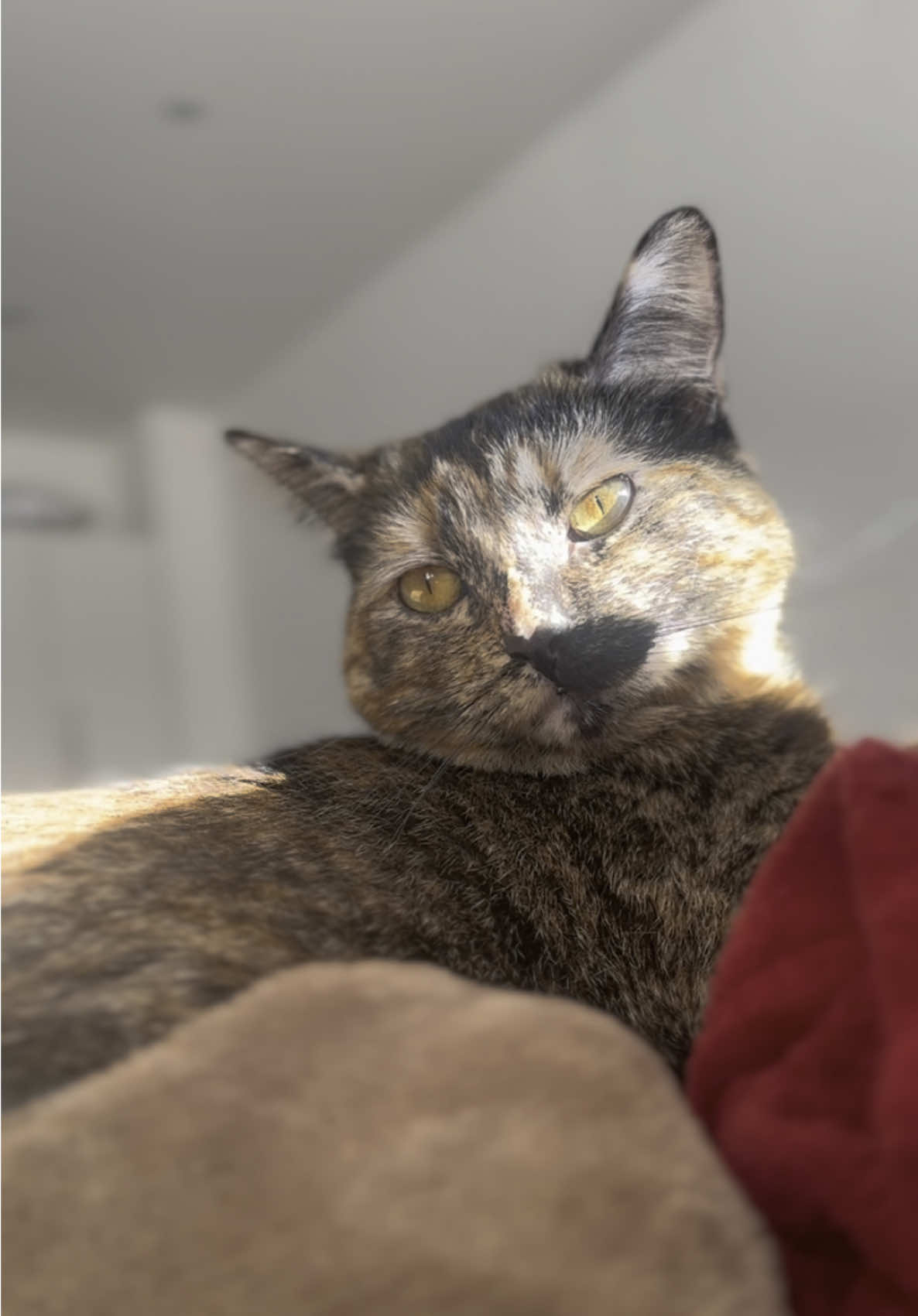 Very Very Sleepy 😸 ~ Ivy ~  #cutecat #sleepycat #catsoftiktok #cattok #pets #catlover #fyp 
