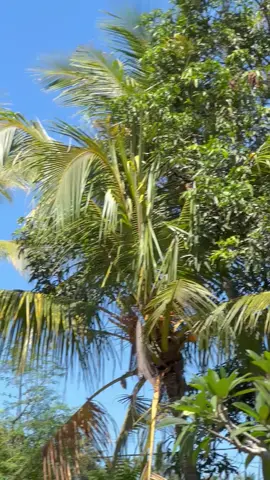 Spesial ga pakek telur 🤪#fyppppppppppppppppppppppp #xyzbcafypシ #masukberanda #trend #rxspesial115 #rxspesial 