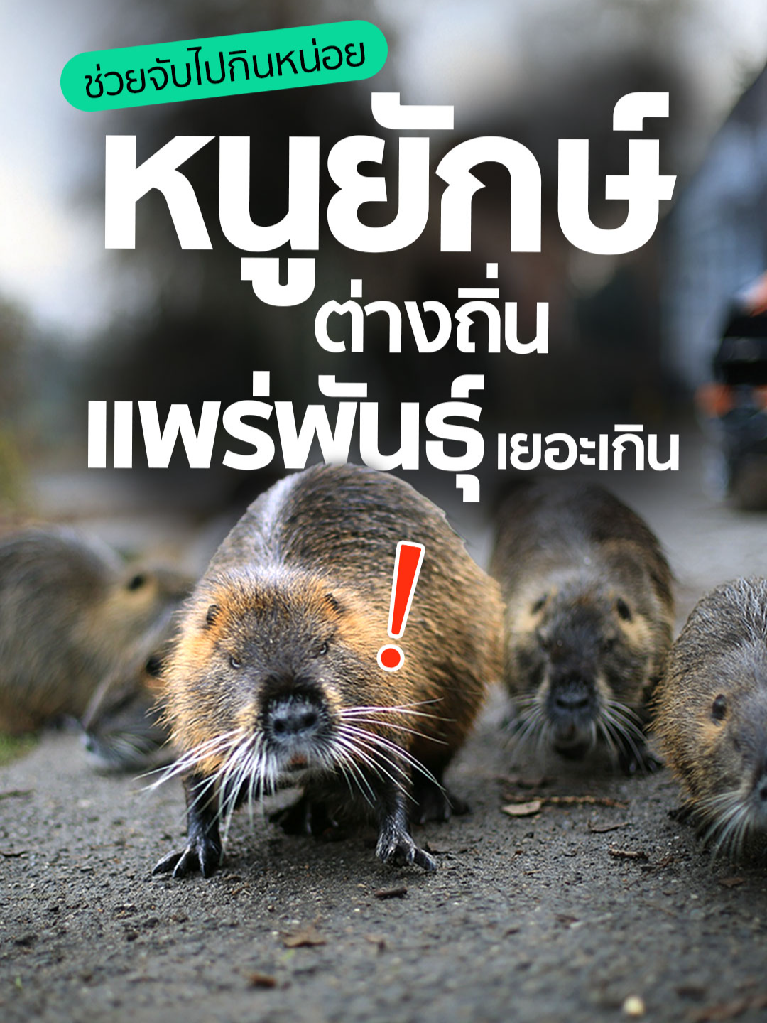 ช่วยกินหนูหน่อย หนูยักษ์แพร่พันธุ์เยอะเกินไปแล้ว นี่คือหนูยักษ์ นูเทรีย (Nutria) สัตว์สายพันธุ์ต่างถิ่นที่กำลังแพร่พันธุ์อย่างรวดเร็วจนคุกคามระบบนิเวศของสหรัฐฯ เพราะพวกมันกินแทบทุกอย่างที่ขวางหน้า จนหน่วยงานสิ่งแวดล้อมต้องร้องขอให้ทุกคนช่วยกันจับมันมากินเพื่อลดจำนวนประชากร #ข่าวtiktok #หนูยักษ์ #สายพันธุ์ต่างถิ่น #เอเลี่ยนสปีชีส์ #SPRiNG #KeepTheWorld