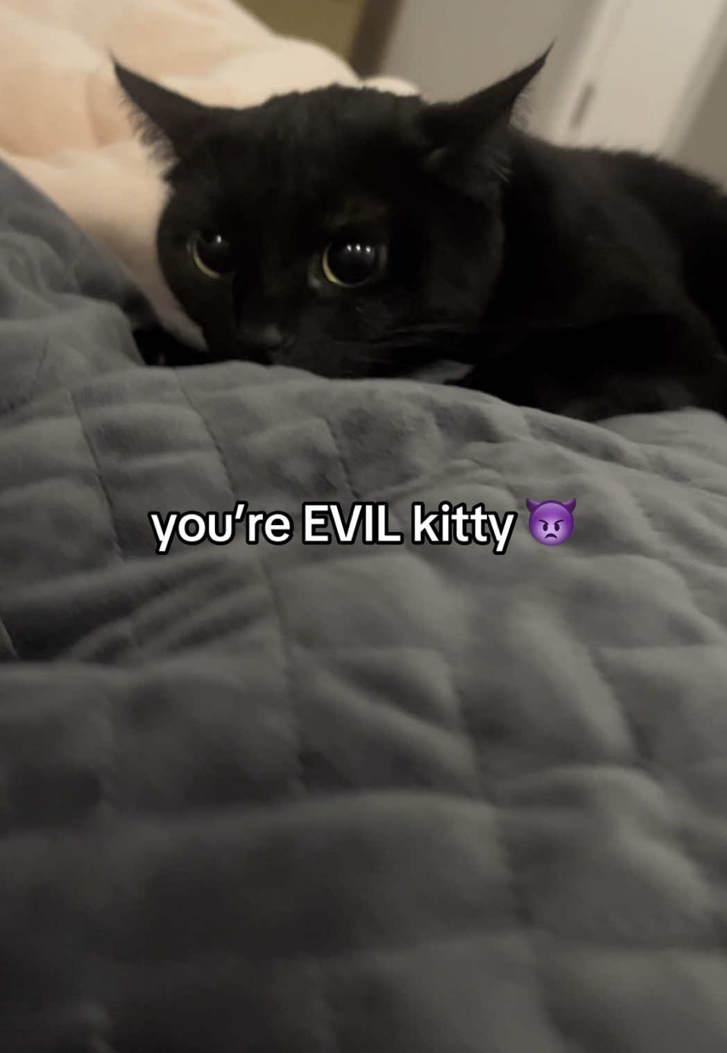 sometimes she IS evil kitty though #catsoftiktok #blackcats #cats 