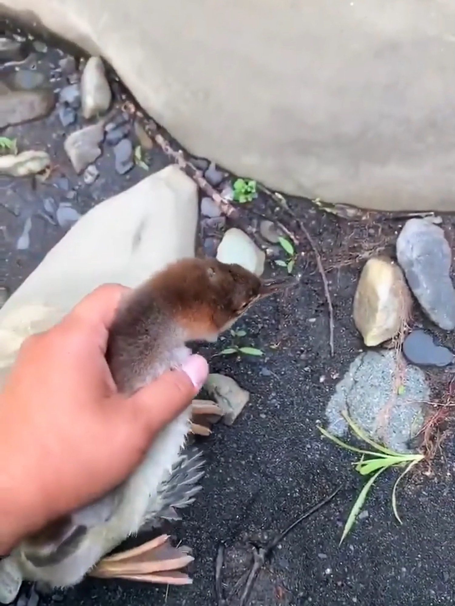 Look at the incredible speed of this 