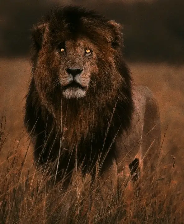 King Scarface🦁👑 DM if you want me to send you the photos😉 #scarface #lion #thelionking #wallpaper #hd #fyp 