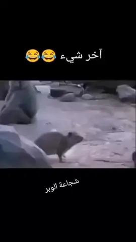 #الشعب_الصيني_ماله_حل😂😂 #قرودمضحكه #وبران 