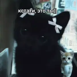 #ты #тысупер #котик #милашка #котëнок #CapCut #fyyyyyyyyppppppppppppppppシ 