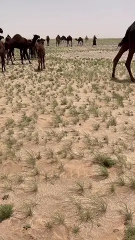 الله يعجل ب الصيف📍#الصاقب_الجفرة #الشعب_الصيني_ماله_حل😂😂 