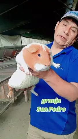 cuyes de la línea Perú del valle mantaro  #bienestar #granja #sanidad #cuyes🐹🐹😍 #mascota #cobaya #cuy