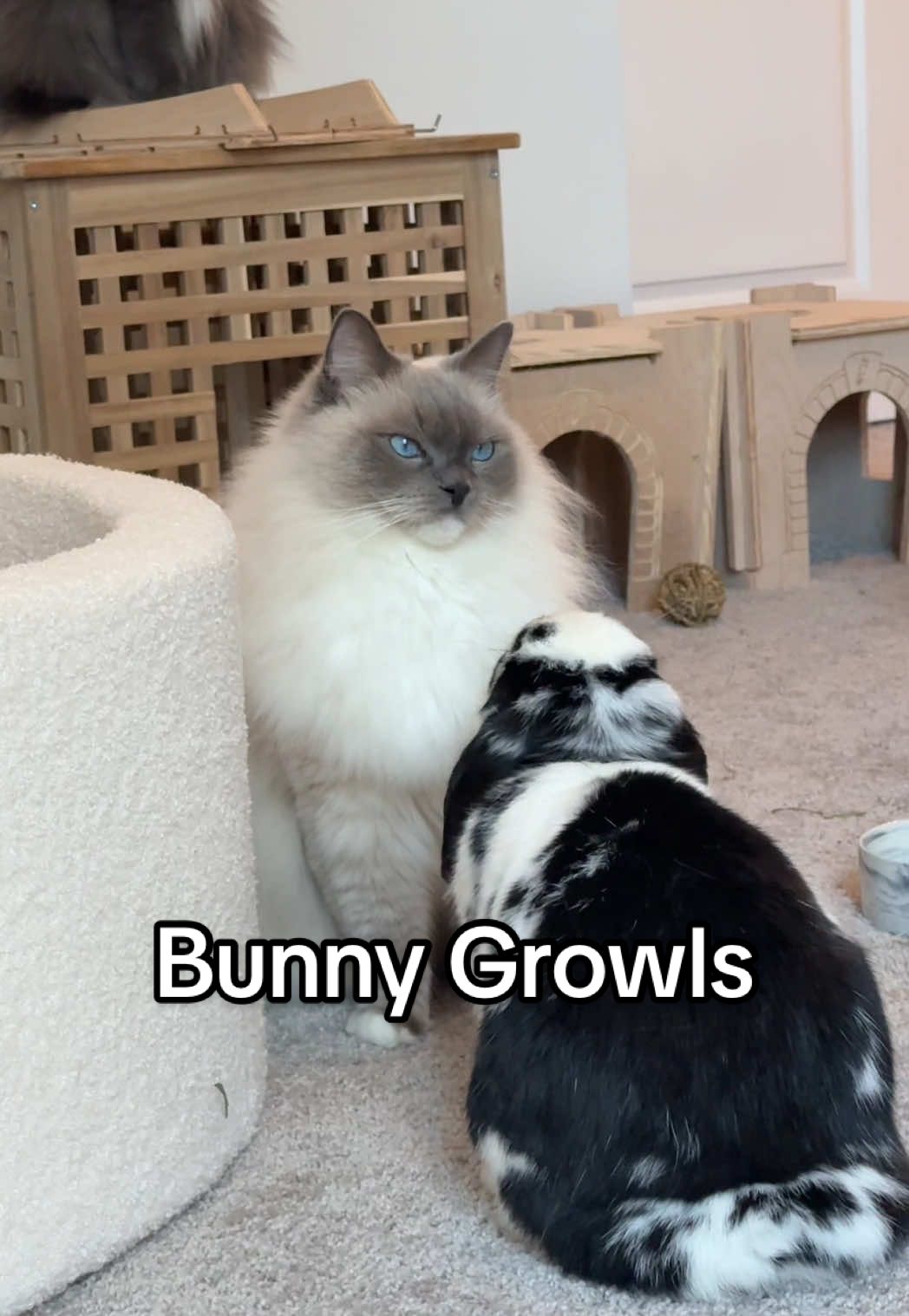 I never know what to expect around here #bunnygrowl #bunnytantrum #angryrabbit #cats #funnycats #fluffycat #catsandbunnies 