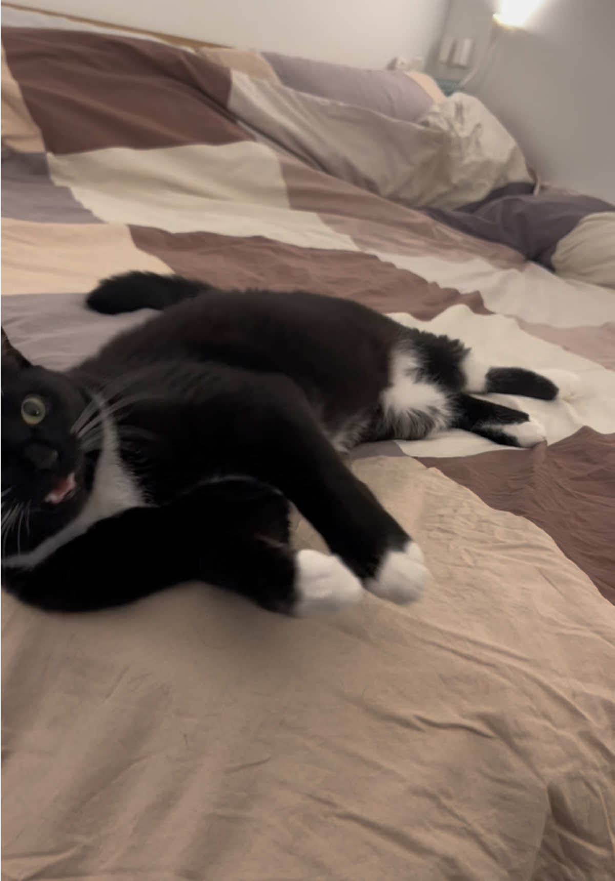 Been a while since a dinnertime vid 😅 #fyp #tuxedocat #cattok #catsoftiktok #cat #maxlovesdinner 