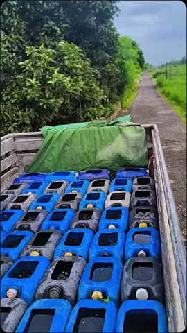 gurame balap Tulungagung #gurametulungagung #guramebalaptulungagung #gurame #JelajahRamadan 