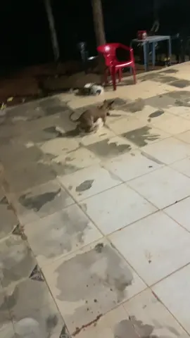 #fyp #tomajack #meme #cachorro #viral_video #foryoupage 