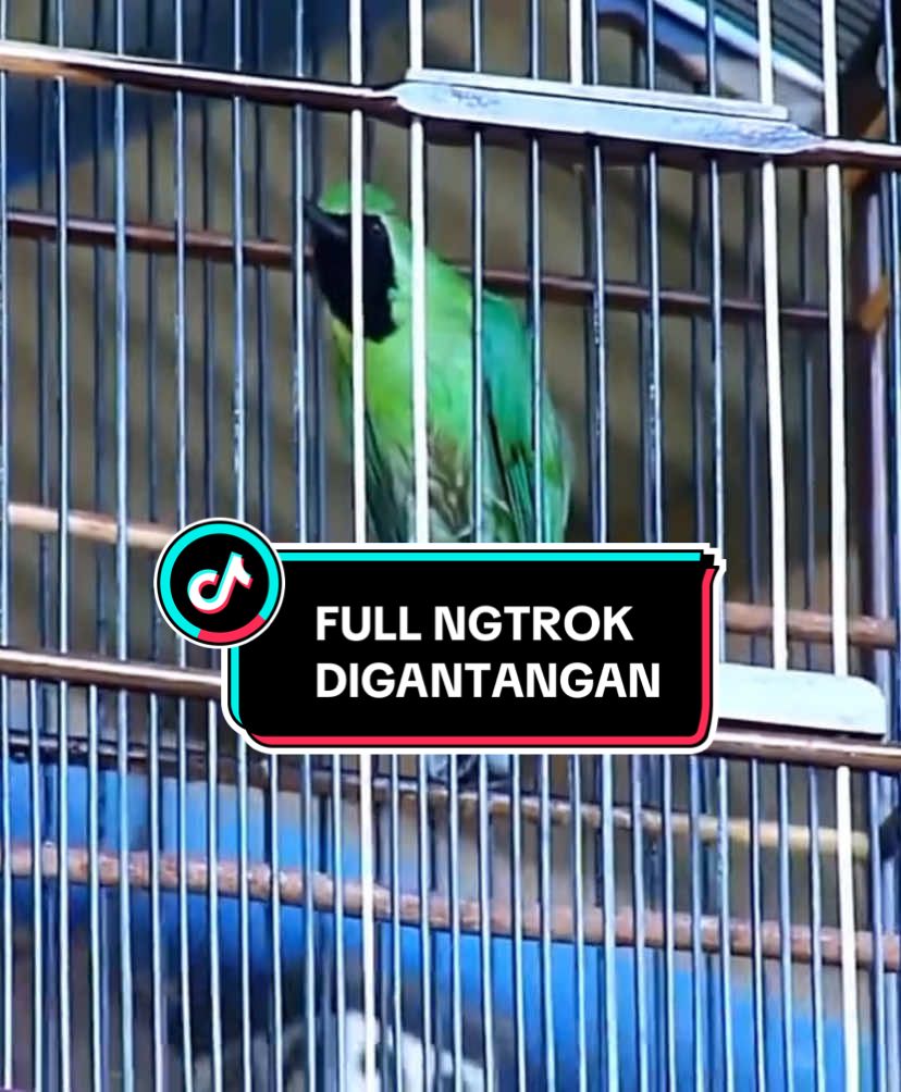 FUL NGTROK DI GANTANGAN #burung #kicau #kicaumanianusantara #burungkicauindonesia #kicaumaniajatim #cucakijo #cucakijomania #cucakijoindonesia #cucakijoprestasi #cucakijobanyuwangi 