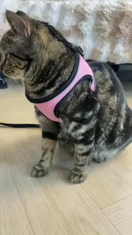 Say goodbye to leash struggles with this comfy cat harness! 🐾👌#CatHarness#PetAccessories#CatLovers#CatWalk#CatOutfit#cats#kittensoftiktok