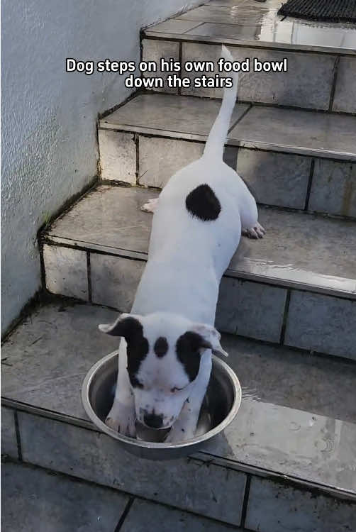 Dog going down stairs #dog #funny #funnyvideos 