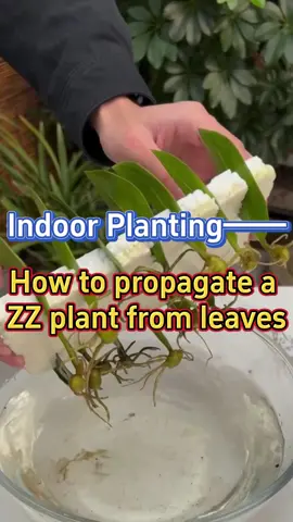 #zzplant #propagate #indoorplants #gardening #homegarden #caretips #indoorgarden #planttips #houseplants #plantcare #greenplants #gardentips #planttips 