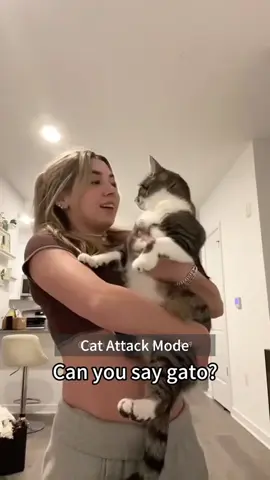 Cat attack mode.#cat #funny #happy #foryou #usa 