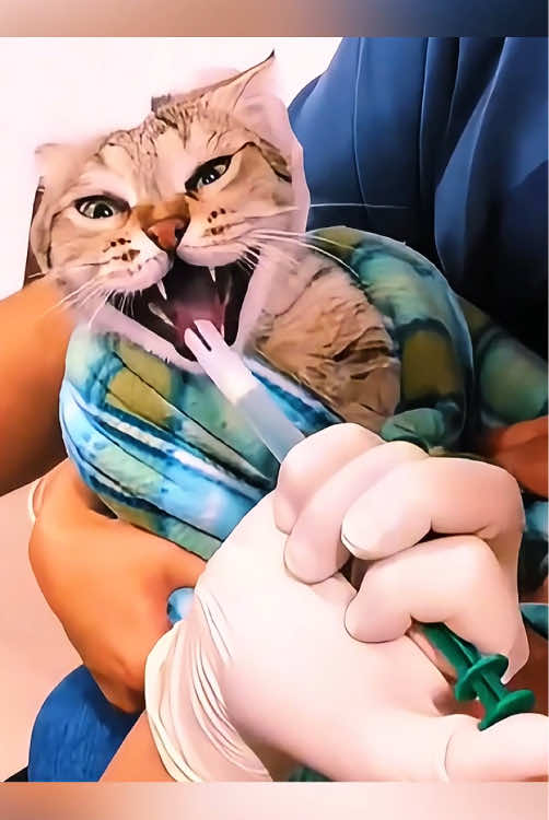 Cat is afraid of its vet 💕😂#haha #catsoftiktok #funnytiktok #cat #fypシ #funnycat 