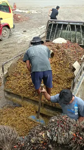 Aduh kacau ni wakk. Udh kaya bubur 🤣 #sawitkalimantan🌴🌴🇮🇩 #sawitontiktok #ramsawit #sawitkalimantan #berondolanbalap #fy #fypp #pyf #fypシ #fyp #masukberanda 